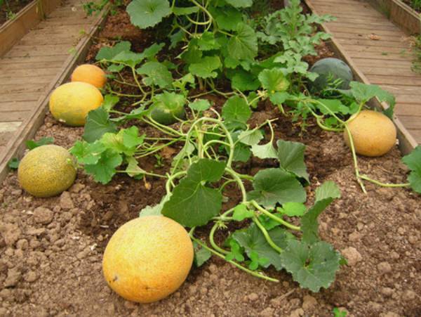 Особенности выращивания алтайской дыни - plodovie.ru