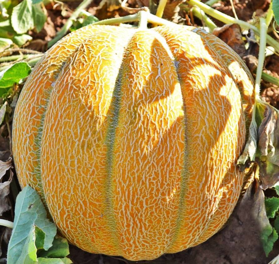 Дыня “Эфиопка” – особенности выращивания - plodovie.ru