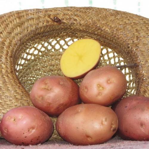 Засухоустойчивый и высокоурожайный картофель Беллароза - plodovie.ru