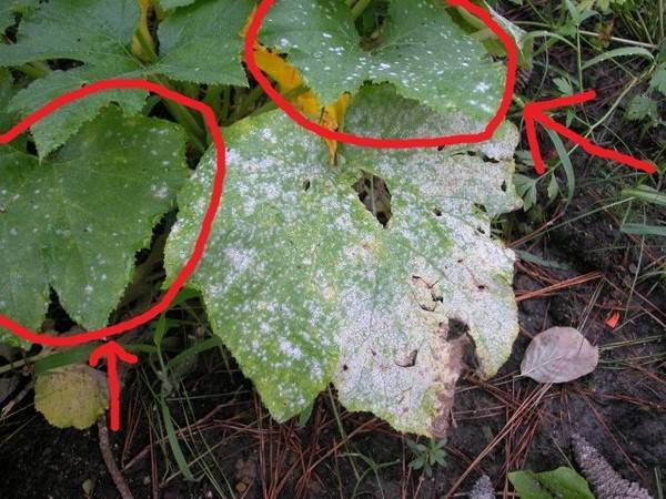 Почему появляются белые пятна на листьях кабачков? - plodovie.ru