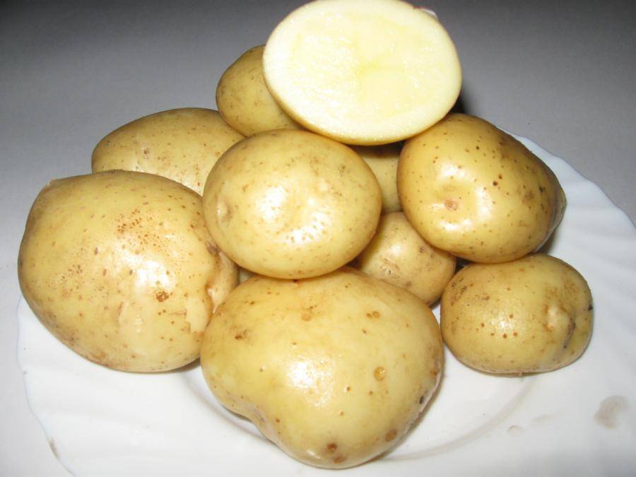 Как выбрать сорта картофеля для средней полосы России - plodovie.ru - Россия - Русь