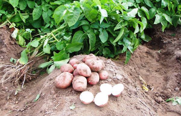 В какой почве лучше всего будет расти картофель? - plodovie.ru