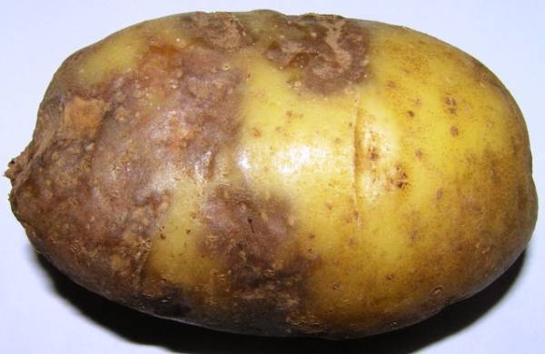 Как защитить картофель от фитофтороза - plodovie.ru