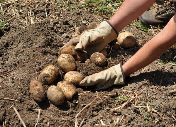 20 болезней картофеля и эффективные меры борьбы с ними - plodovie.ru