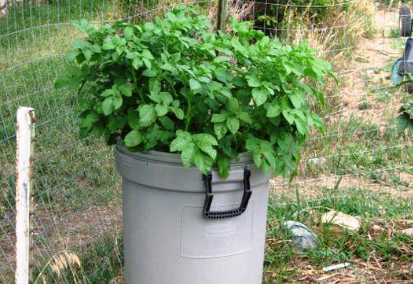 Вертикальное выращивание картошки – в бочке - plodovie.ru