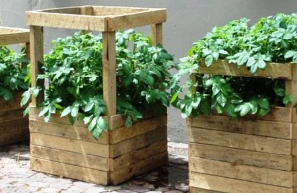 Новый метод выращивания картошки – в коробах - plodovie.ru