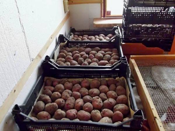 Методы обработки картофеля перед посадкой - plodovie.ru