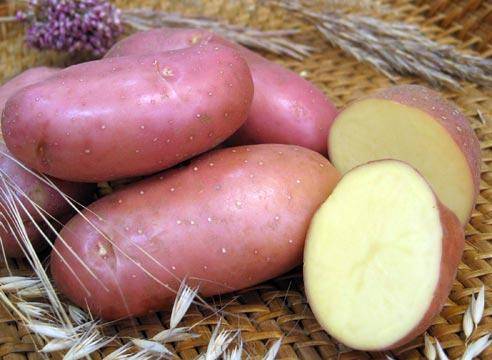 Отличия и описание сорта картофеля Жуковский - plodovie.ru