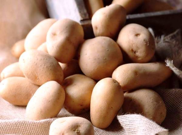 Лучшие технологии посадки картофеля - plodovie.ru