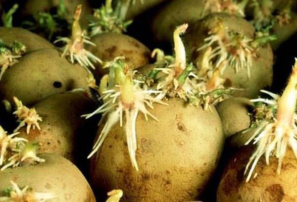 Технология и достоинства посадки картошки глазками - plodovie.ru