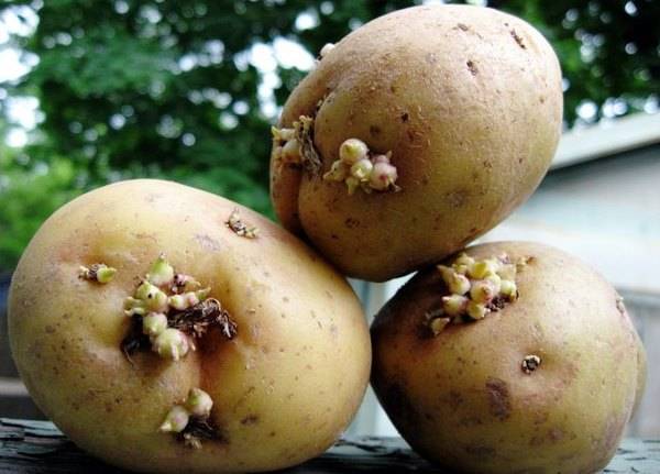 Как увеличить урожай картофеля с помощью яровизации - plodovie.ru
