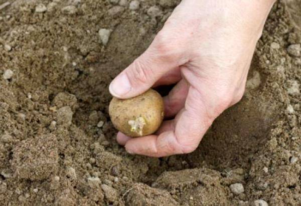 Сроки посадки картофеля в разных регионах - plodovie.ru
