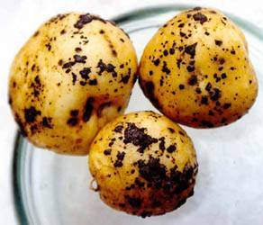 Какие удобрения вносить при посадке картофеля в лунку - plodovie.ru