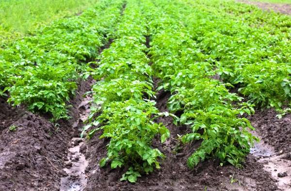 Обработка картофеля гербицидами, или как избавиться от сорняков - plodovie.ru