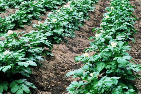Самые эффективные схемы посадки картошки - plodovie.ru - Голландия