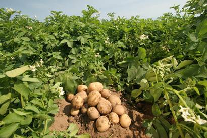 Технология возделывания картофеля в фермерском хозяйстве - plodovie.ru - Россия