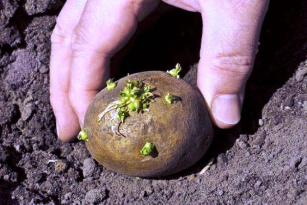 Правильная глубина посадки картошки - plodovie.ru