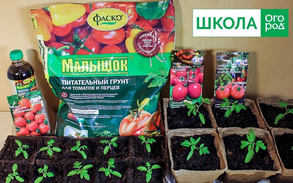 Как посеять на рассаду томаты и когда это сделать – пошаговый мастер-класс с фото - ogorod.ru