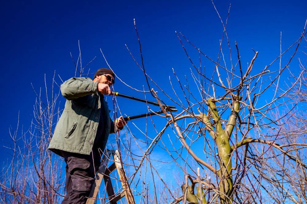 Как обрезать плодовые деревья – все о видах крон и их формировании в картинках - ogorod.ru