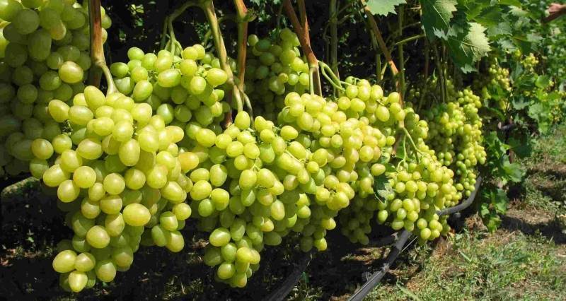 Как омолодить кусты винограда? - sad-dacha-ogorod.com