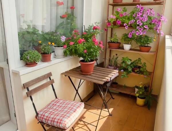 Какие цветы можно выращивать на балконе или лоджии летом: названия и фото - countryhouse.pro