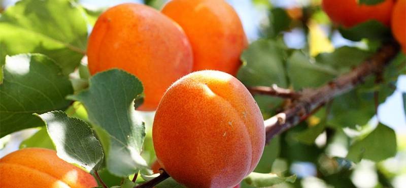 Подбор подвой и выбор сорта абрикоса в зависимости от региона выращивания - sad-dacha-ogorod.com