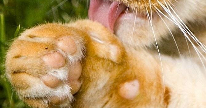 Брысь, животное: 7 способов отвадить котов от вашей дачи (130) - rus.delfi.lv