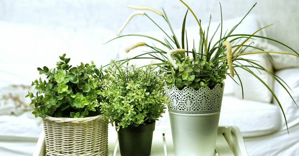 Зеленый сон: выбираем лучшие растения для спальни - rus.delfi.lv