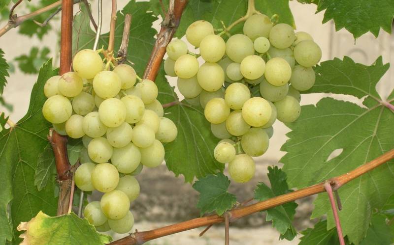 Оценка сортов винограда по урожайности и силе роста - sad-dacha-ogorod.com