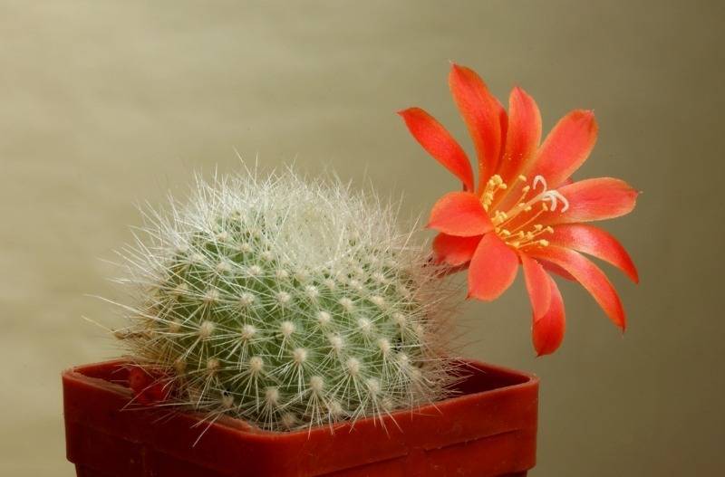 7 видов кактусов, которые цветут намного чаще своих колючих собратьев - diz-cafe.com - Мексика