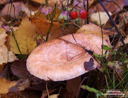 Значение грибов в жизни леса - sad-dacha-ogorod.com