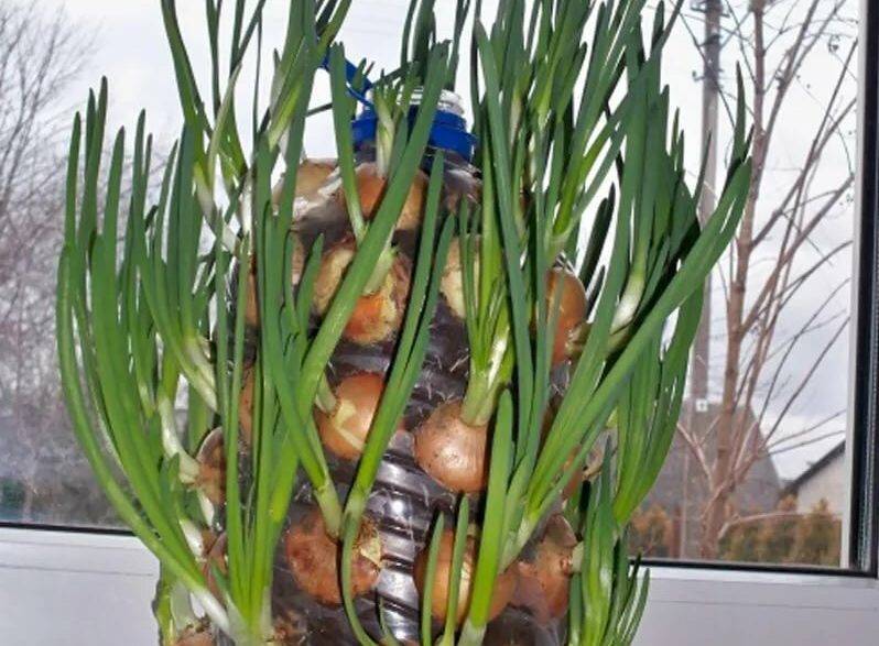 Как вырастить зеленый лук в бутылке прямо на кухне - orchardo.ru