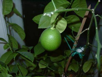 Удобряем лимон азотно-фосфорными удобрениями - sad-dacha-ogorod.com