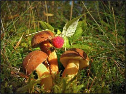 Факторы, влияющие на рост и плодоношение грибов - sad-dacha-ogorod.com