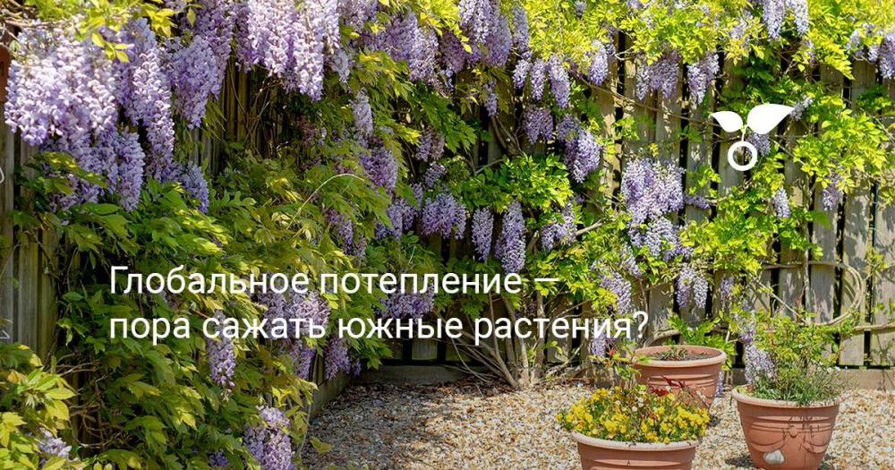 Глобальное потепление — пора сажать южные растения? - botanichka.ru - Россия