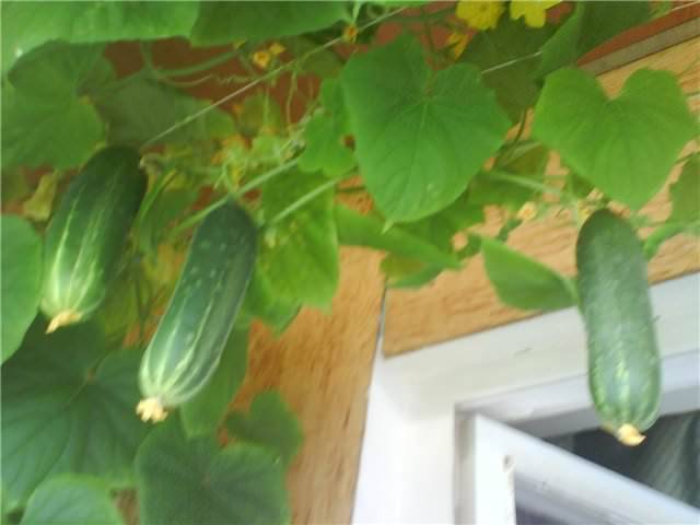 Выращивание огурцов на балконе: особенности и способы посадки - 7ogorod.ru
