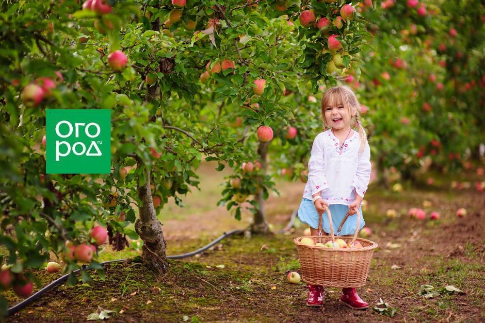 Карликовые яблони – выбираем лучший сорт - ogorod.ru