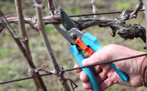 Обрезка винограда весной для начинающих - sad-dacha-ogorod.com