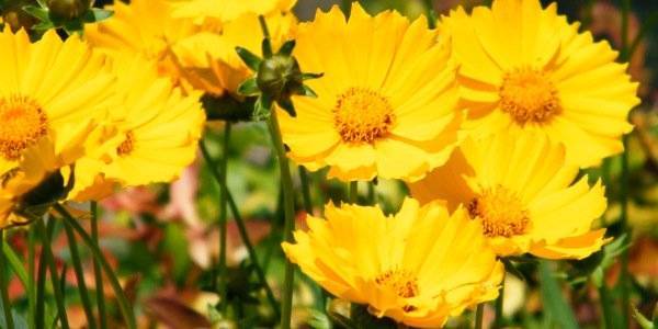 Кореопсис: посадка и выращивание прекрасного цветка для создания ярких и солнечных акцентов в саду - cad-ogorod.ru