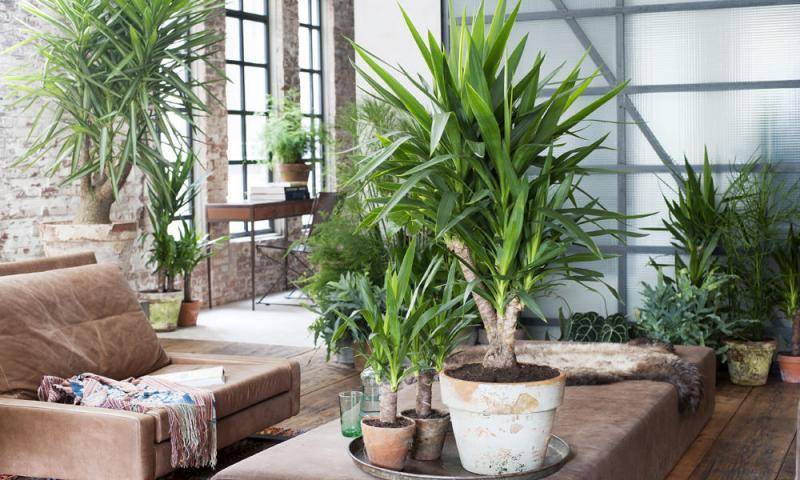 5 растений, которые лучше других очищают воздух в доме - orchardo.ru