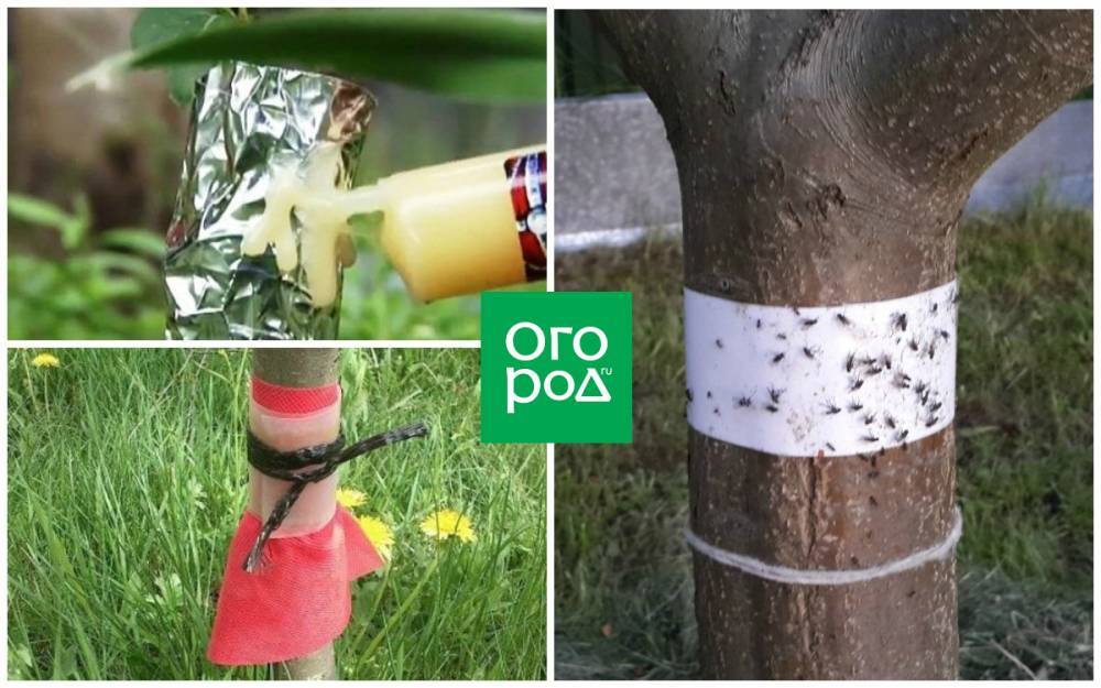Ловчий пояс для защиты деревьев: когда накладывать и снимать, как сделать самому - ogorod.ru