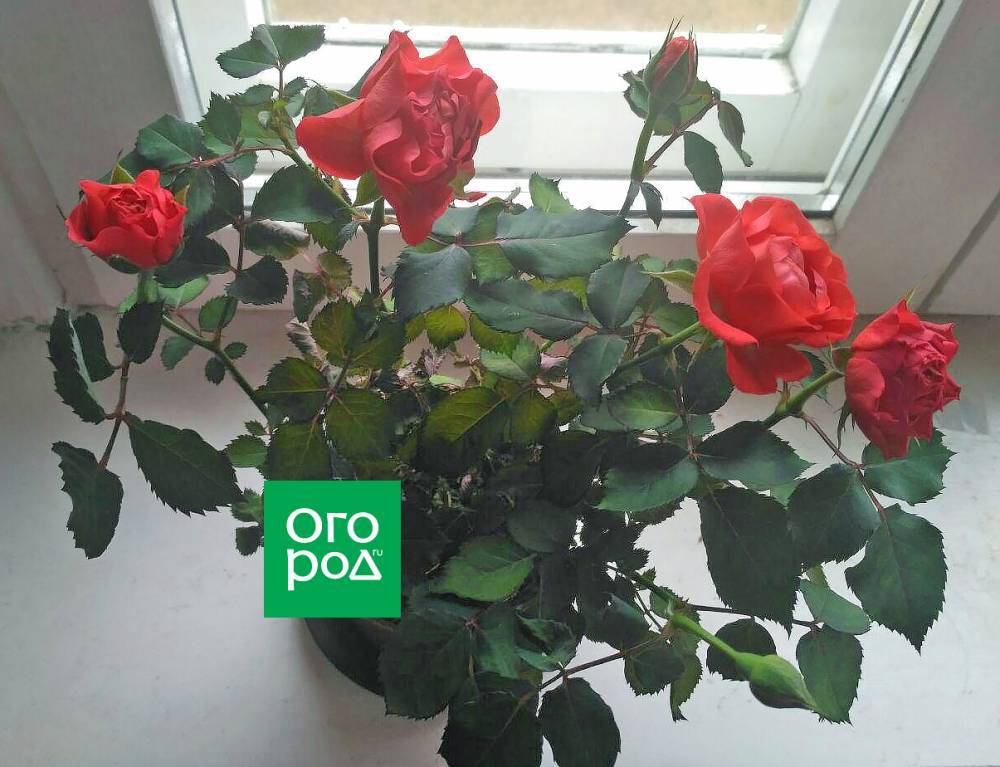 Выращиваем розы на подоконнике – как сохранить и продлить цветение - ogorod.ru