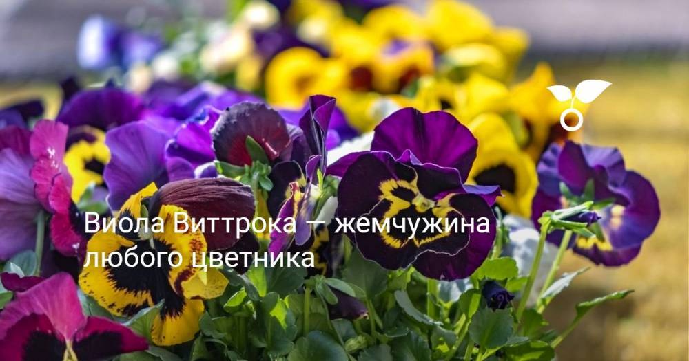Виола Виттрока — жемчужина любого цветника - botanichka.ru - Барнаул