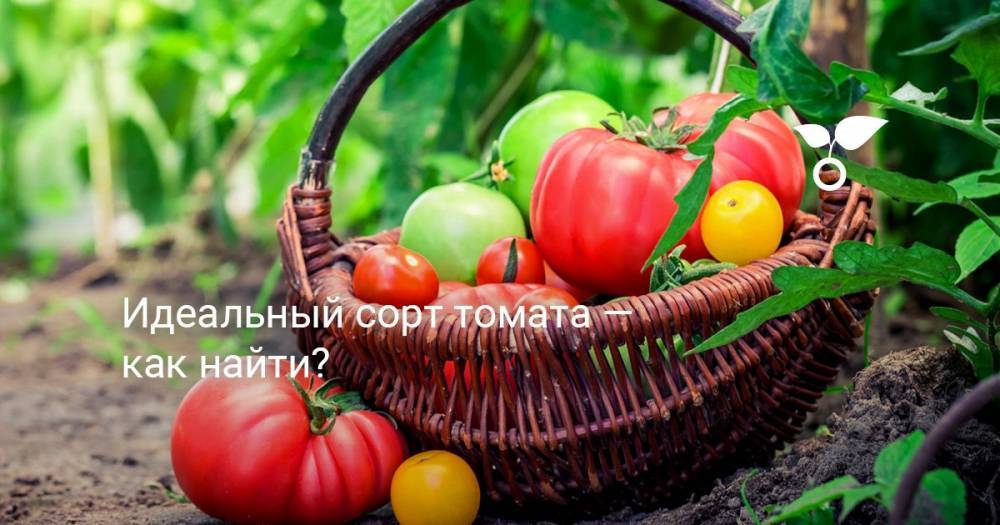 Идеальный сорт томата — как найти? - botanichka.ru