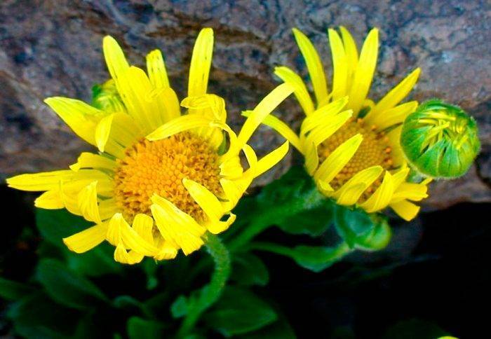 Цветок Козульник (Дороникум): выращивание из семян, когда сажать, фото - fermilon.ru