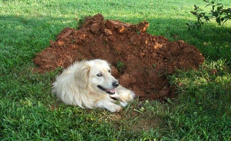 Как отучить собаку топтать грядки и рыть подкопы на огороде - 7ogorod.ru