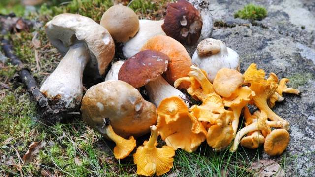 Лесные грибы: виды, фото и описание - sveklon.ru - Россия