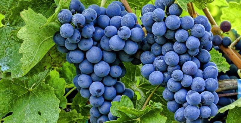 Подкормка и удобрение винограда - sad-dacha-ogorod.com