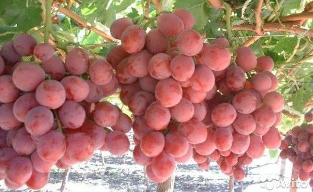 Описание сорта винограда Свенсон Ред - sad-dacha-ogorod.com - Сша