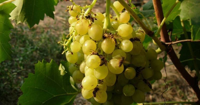 Защита винограда от ос и птиц - sad-dacha-ogorod.com